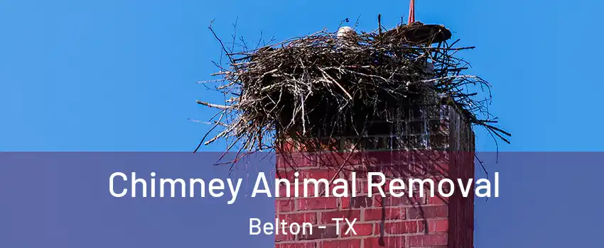  Chimney Animal Removal Belton - TX