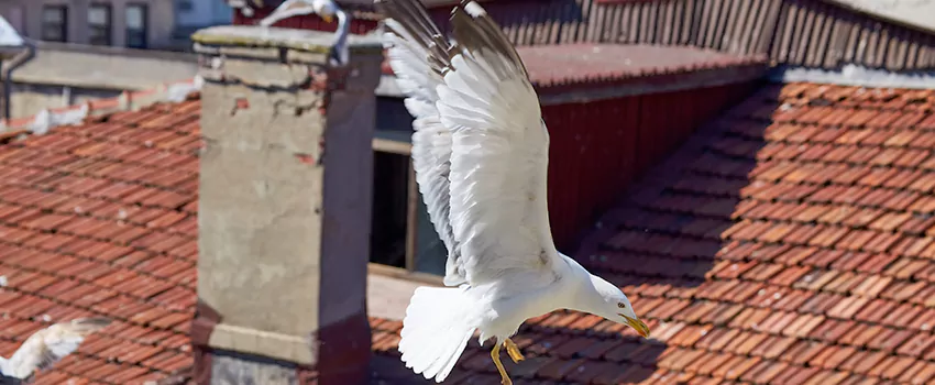 Residential Chimney Animal Removal Solution in Belton, TX