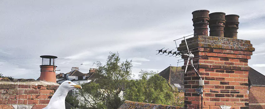 Chimney Cleaning And Restoration in Belton, Texas